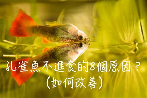 垃圾魚會吃孔雀魚嗎